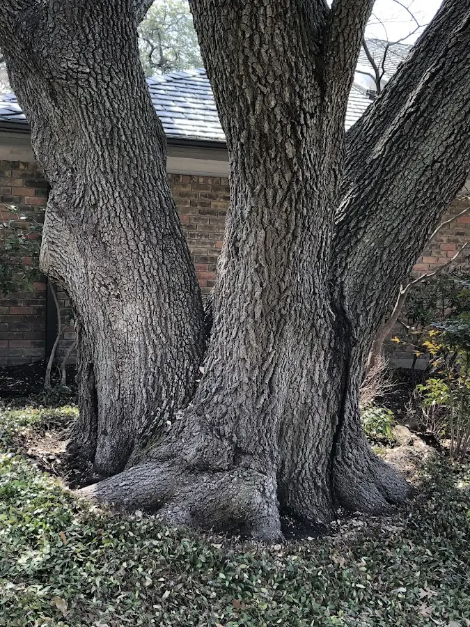 Mature heritage tree close to a Finchville property cared for by certified arborists